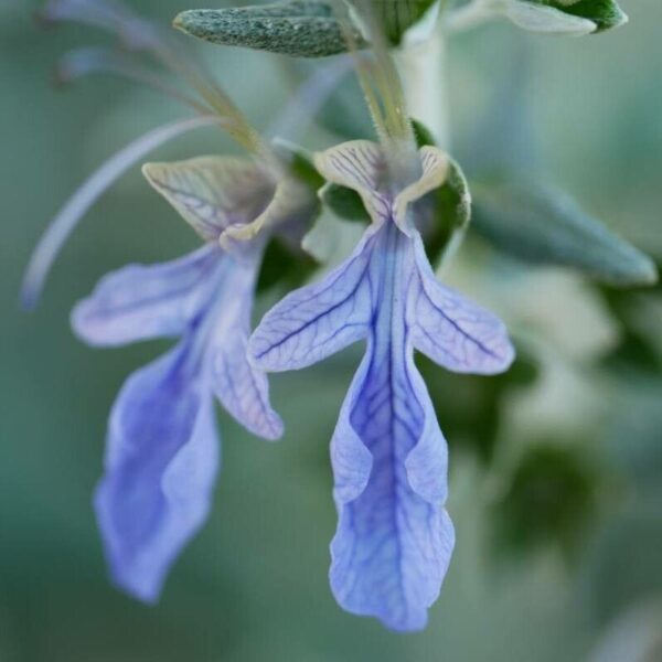 Silver Bush Germander - Teucrium Fruticans (1Gal) - Image 5