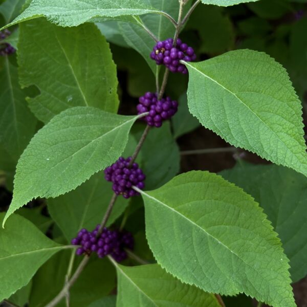 American Beauty Berry - Callicarpa Americana - Image 4