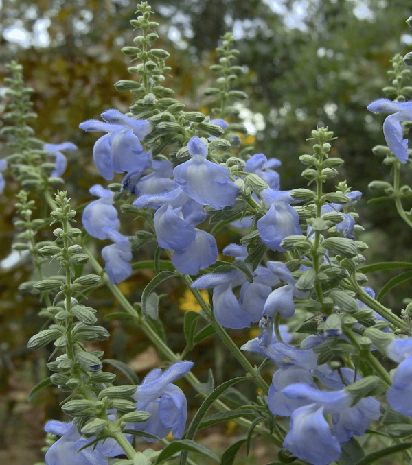 Azure Blue Sage - Salvia Azurea