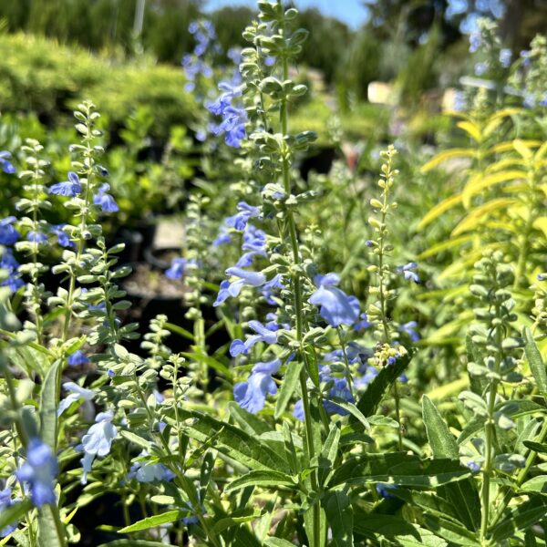 Azure Blue Sage - Salvia Azurea - Image 2