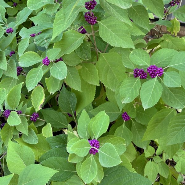 American Beauty Berry - Callicarpa Americana - Image 3