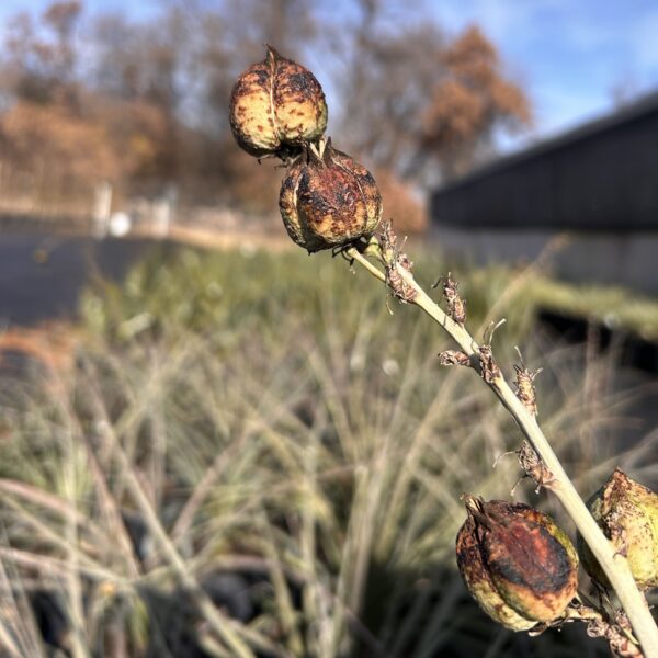 Red Yucca - Hesperaloe Parviflora - Image 4