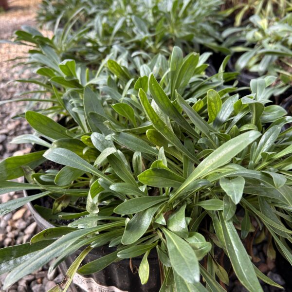 Rocky Mtn. Penstemon - Penstemon strictus - Image 3