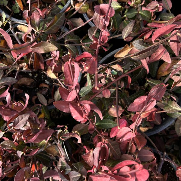 Purple Wintercreeper - Euonymus Fortunei 'Coloratus' - Image 2