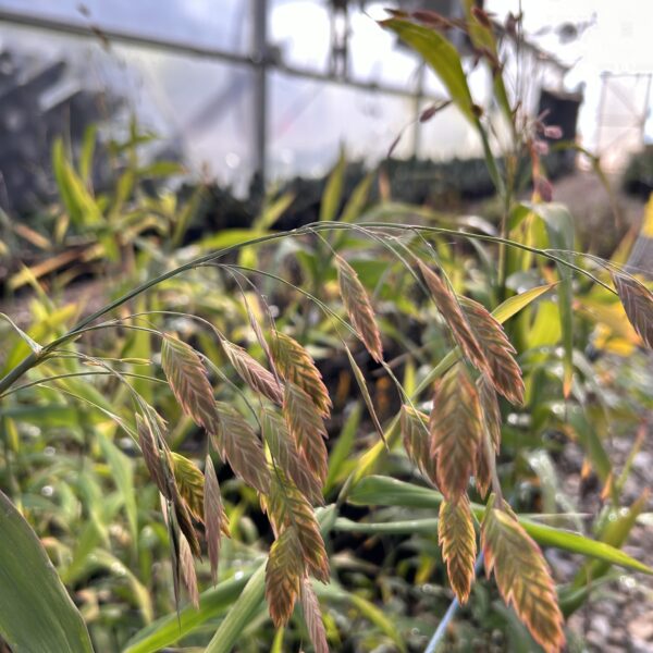 Inland Sea Oats - Chasmanthium Latifolium - Image 2