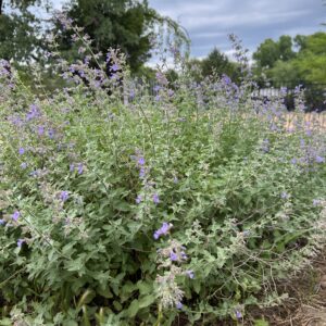 Walker's Low Catmint - Nepeta X Faassenii (1Gal)