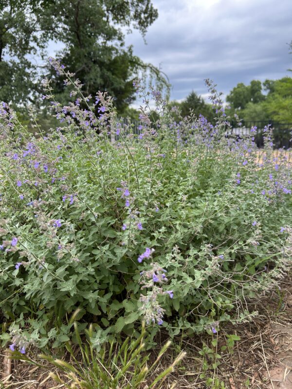 Walker's Low Catmint - Nepeta X Faassenii (1Gal)