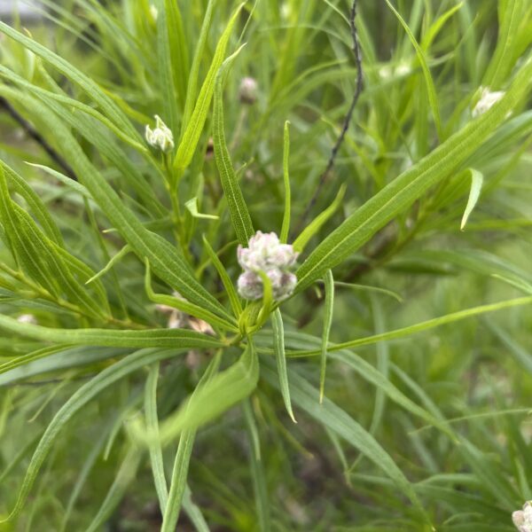 Desert Willow - Chilopsis Linearis (7Gal, 15Gal, 30Gal) - Image 4