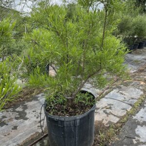 Desert Willow - Chilopsis Linearis (7Gal, 15Gal, 30Gal)