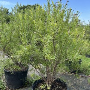 Desert Willow - Chilopsis Linearis (30Gal)