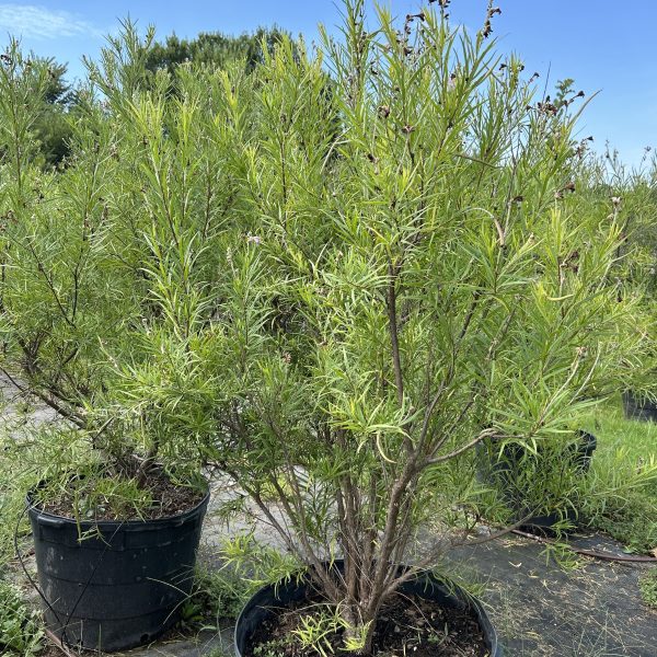 Desert Willow - Chilopsis Linearis (30Gal)