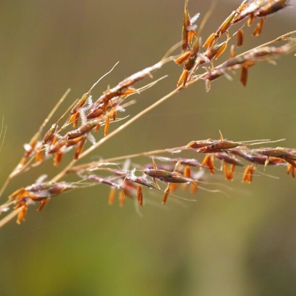 Indiangrass - Sorghastrum Nutans - Image 3