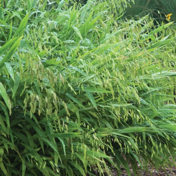 Inland Sea Oats - Chasmanthium Latifolium