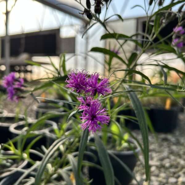 Ironweed 'Iron Butterfly' - Vernonia Lettermannii - Image 3