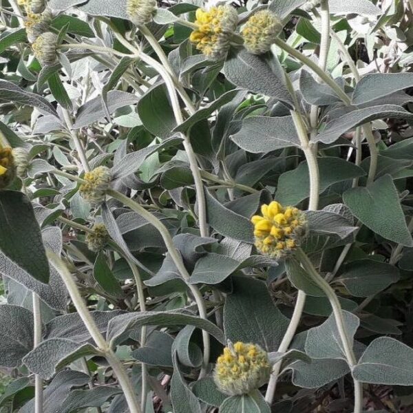 Jerusalem Sage - Phlomis Fruticosa - Image 5