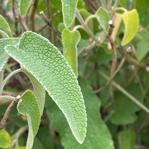 Jerusalem Sage - Phlomis Fruticosa - Image 2