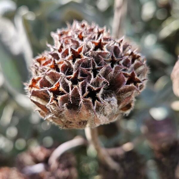 Jerusalem Sage - Phlomis Fruticosa - Image 3