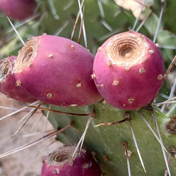 Prickly Pear Cactus - Opuntia Basilaris (1Gal, 5Gal) - Image 4