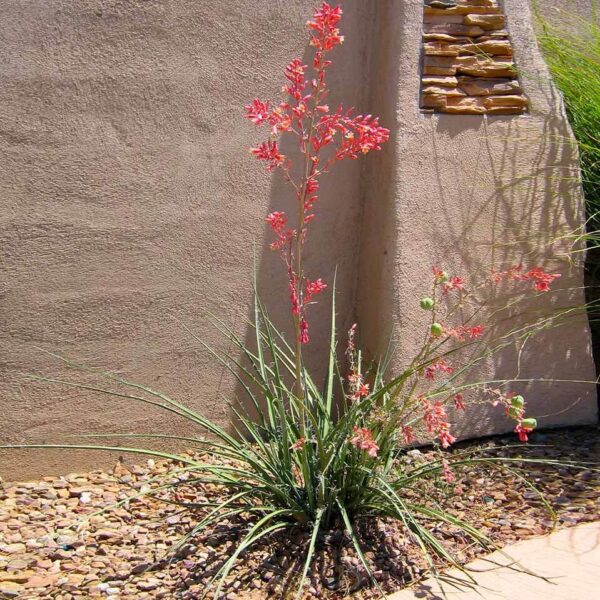 Red Yucca - Hesperaloe Parviflora