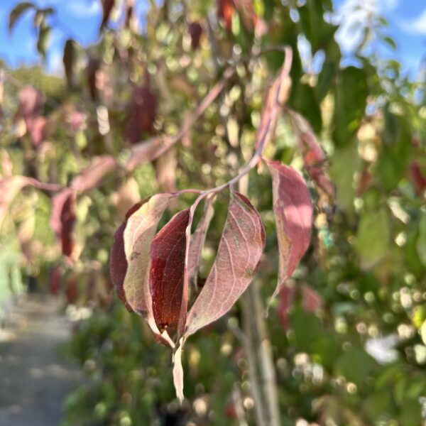 Roughleaf Dogwood - Cornus Drummondii - Image 2