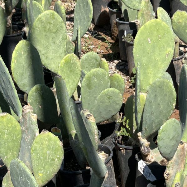 Spineless Prickly Pear - Opuntia Ellisiana (1Gal) - Image 4