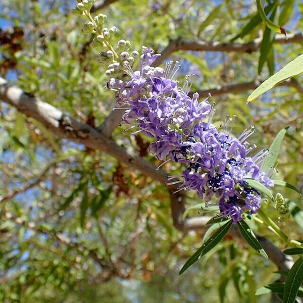 Vitex - Vitex Agnus-Castus 7 Gallon - Image 4