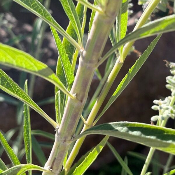 Azure Blue Sage - Salvia Azurea - Image 3