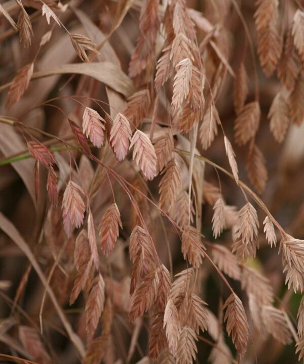 Inland Sea Oats - Chasmanthium Latifolium - Image 3