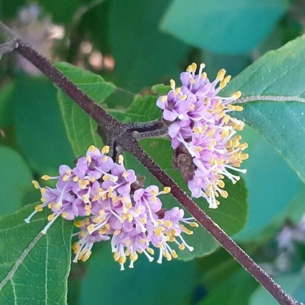 American Beauty Berry - Callicarpa Americana - Image 5