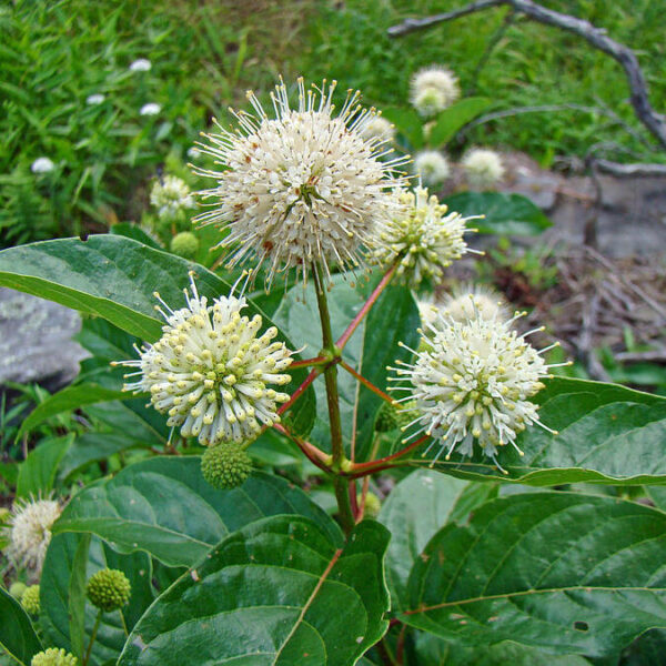 Buttonbush - Cephalanthus Occidentalis (5Gal, 7Gal)