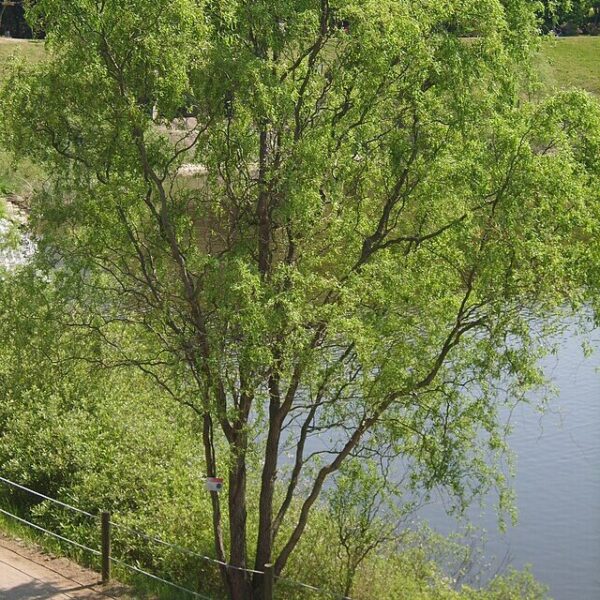 Corkscrew Willow - Salix Matsudana 7 gallon