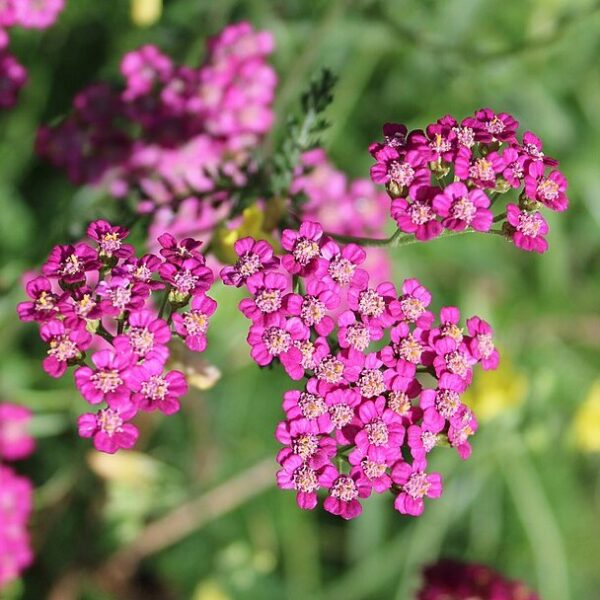 Yarrow 'Cerise Queen' - Achillea Millefolium - Image 5