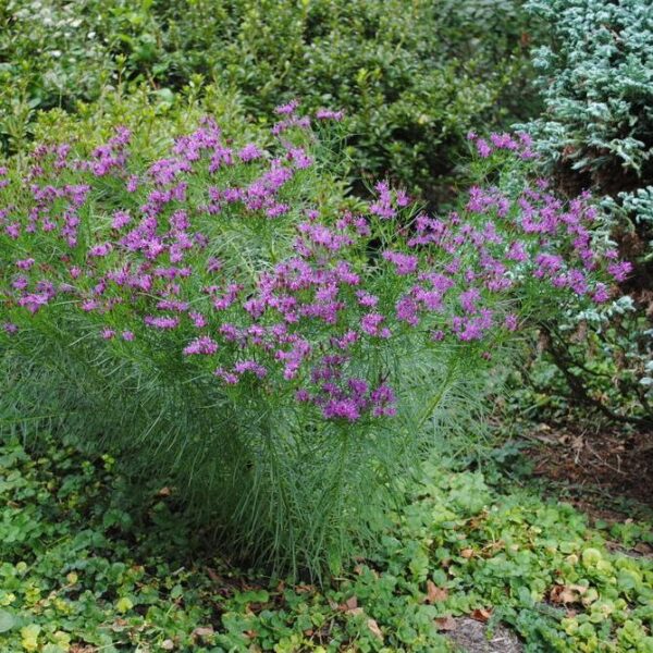 Ironweed 'Iron Butterfly' - Vernonia Lettermannii