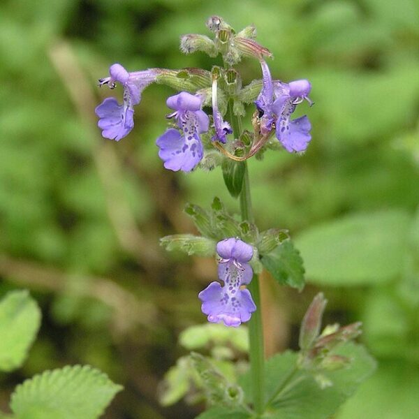 Walker's Low Catmint - Nepeta X Faassenii - Image 4