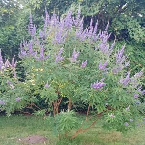 Vitex - Vitex Agnus-Castus (7Gal)