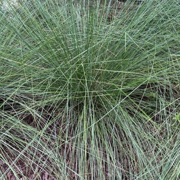 Pink Muhly Grass - Muhlenbergia Capillaris - Image 2