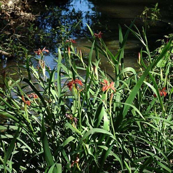 Copper Iris - Iris Fulva - Image 2