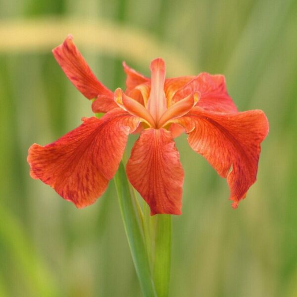 Copper Iris - Iris Fulva - Image 4