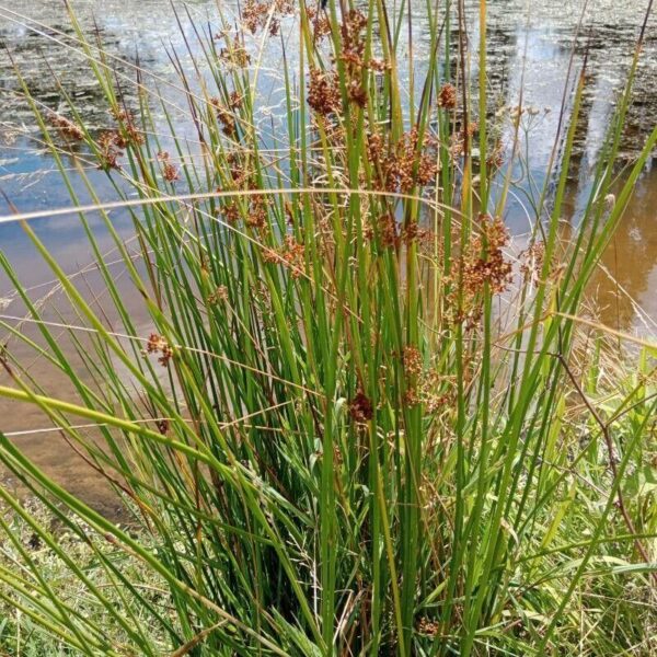 Juncus - Juncus Effuses