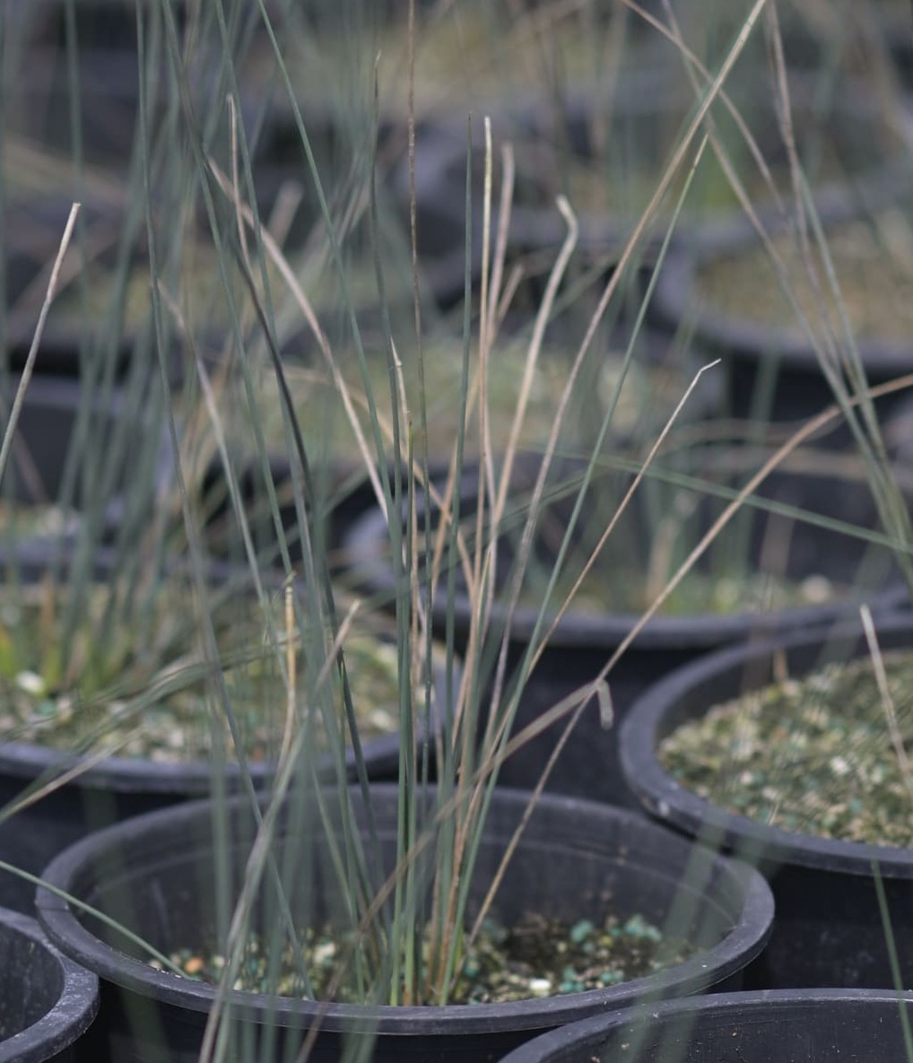 Juncus Juncus Effuses Midwest Propagation Nursery