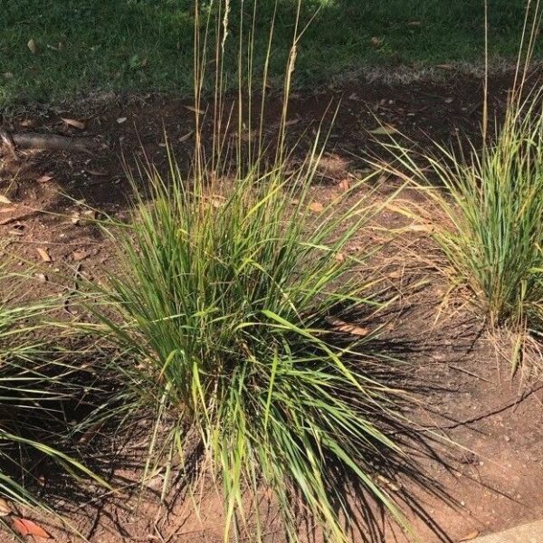 Indiangrass - Sorghastrum Nutans - Image 4