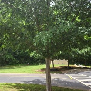 Lacebark Elm - Ulmus Parviflora