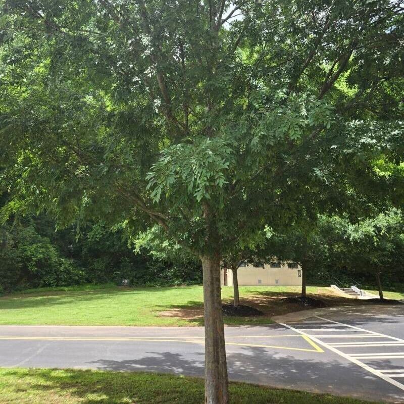 Lacebark Elm - Ulmus Parviflora (12')