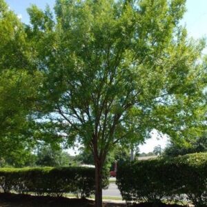 Lacebark Elm - Ulmus Parviflora