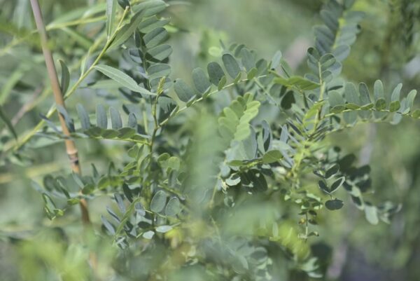 Leadplant - Amorpha Canascens - Image 3