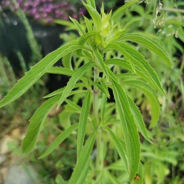 Lemon Mint Beebalm - Monarda Citriodora - Image 3