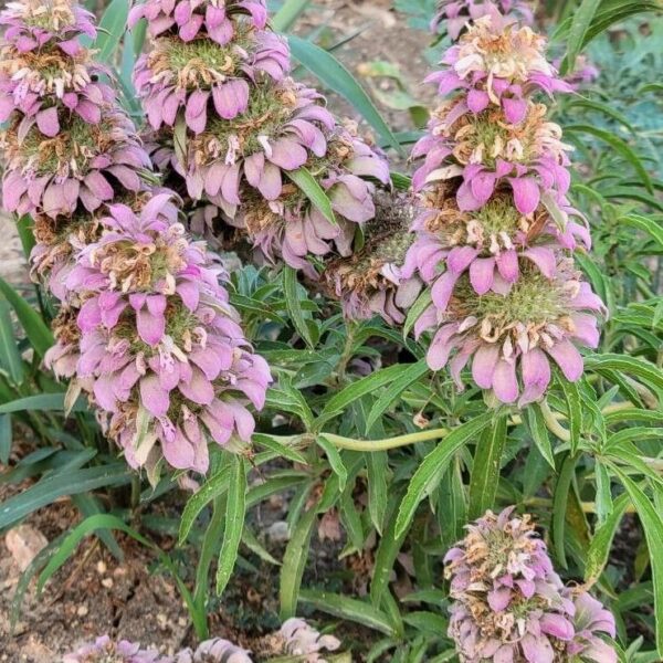 Lemon Mint Beebalm - Monarda Citriodora - Image 4