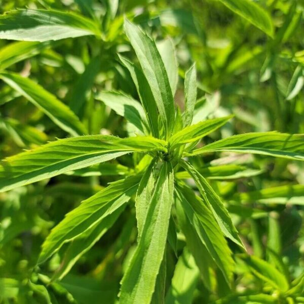 Lemon Mint Beebalm - Monarda Citriodora - Image 2