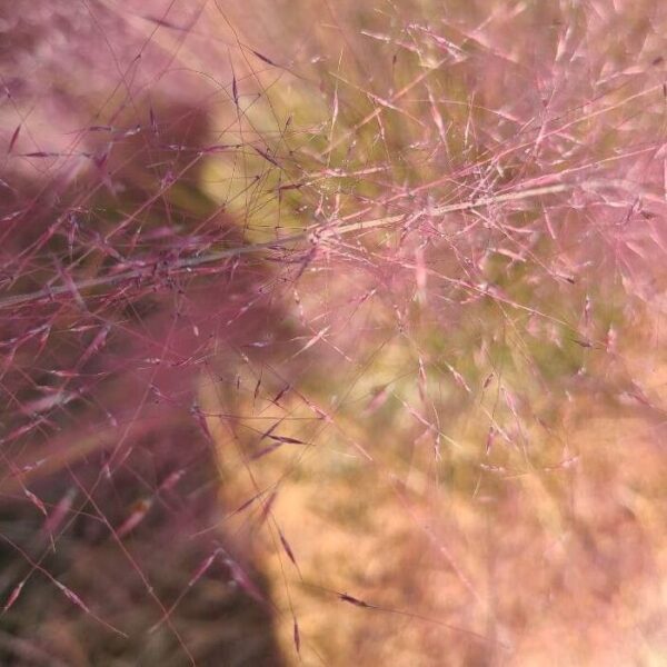 Pink Muhly Grass - Muhlenbergia Capillaris - Image 3