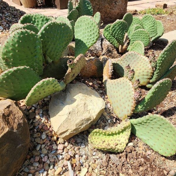 Prickly Pear Cactus - Opuntia Basilaris (1Gal, 5Gal) - Image 6